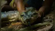 Descubren una nueva especie de anaconda gigante y mide más de 5 metros de largo: los machos y las hembras son increíblemente diferentes