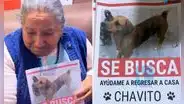 Adulta mayor invidente en Arequipa busca a ‘Chavito’, su perro que se perdió tras ser atropellado: “Si pudiera saldría a buscarlo”