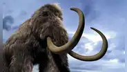 Científicos creyeron que eran huesos de mamut y los conservaron durante 70 años, pero resultaron ser de un animal completamente diferente