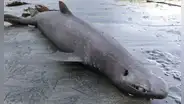 Científicos descubren una extraña especie de tiburón foca en el litoral de España