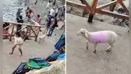 Familia peruana causa furor al llevar a su cordero a playa de Trujillo: “Con lana todo se puede”