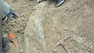 Investigadores argentinos descubren el colmillo gigante de un mamífero de 5 toneladas que vivió en la Edad de Hielo