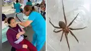 Alerta del Minsa por picadura de araña doméstica en Perú: síntomas pueden agravarse y causar la muerte