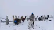 Heladas extremas causan muerte de animales en Arequipa: "Nuestras alpacas y llamas se están muriendo, no hay comida y abrigo"