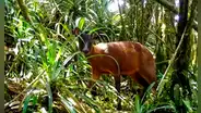 Científicos descubren un nuevo género de venado y el único linaje de los Andes: vive en 4 países de América Latina, incluido Perú