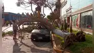 Vecinos advierten el colapso de varios árboles en la ciudad de Chiclayo