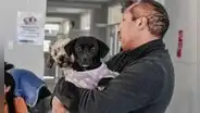 ¡Atención dueños de mascotas! Municipalidad de Los Olivos lanza campaña veterinaria gratuita para perros y gatos este viernes 6 de febrero