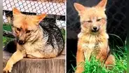 Run Run, el zorro andino rescatado en Lima, tiene pareja y forma una familia con tres crías en Cajamarca