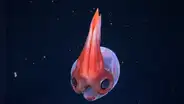 Una expedición en aguas profundas de Sudamérica descubre 28 posibles nuevas especies, incluida una medusa “fantasma”