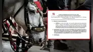 Municipalidad de Lima con días contados para cancelar uso de caballos para paseos en carruaje tras sentencia del Poder Judicial: funcionarios podrían ser denunciados