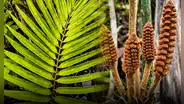 Científicos descubren en Perú una nueva especie de planta de la era de los dinosaurios: vive en ambientes inundables del Amazonas