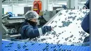 Perú se consolida como líder en exportación de arándanos y supera los US$2.400 millones en ventas durante el 2025