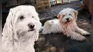 Chaku cusqueño, el perro protector de los Andes, busca ser reconocido como nueva raza oficial del Perú: "Es de trabajo y muy valeroso"