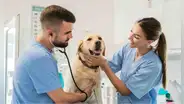 Municipalidad de Lima organiza campaña veterinaria gratuita: revisa dónde y cuándo podrás atender a tus mascotas