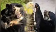 Parque de las Leyendas celebra el Día del Oso: revisa el cronograma de actividades para este 21 de febrero en San Miguel y Huachipa