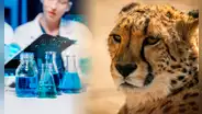 Científicos extraen ADN de guepardos momificados y revelan un hallazgo que cambia lo que el mundo sabía sobre esta especie