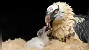 Un milagro en la naturaleza: nace la primera cría en libertad de un animal desaparecido de su hábitat tras más de 100 años