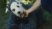 'Good Boy', la rara película que adelantó el fenómeno 'therian', sobre un hombre que vive como un perro
