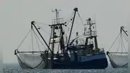 Perú propone reglas para impedir sobrepesca  de la pota por parte de flotas extranjeras