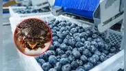 Nueva normativa sobre fibra de coco en Perú: implicaciones para el sector arandanero y agroexportación