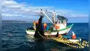 Produce refuerza control de pesca de jurel y bonito para proteger recursos marinos