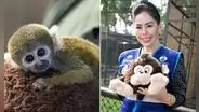 Mono 'Punch' peruano rescatado de una casa ahora vive en el parque zonal Huáscar, en Villa El Salvador