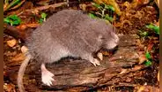 Científicos descubren una nueva especie de ratón semiacuático en las montañas de los andes del Perú
