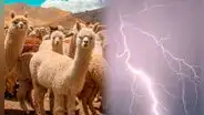 Rayo mata más de 25 alpacas y deja sin su único sustento a madre en Ayacucho: familia pide ayuda tras la tragedia