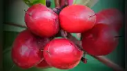 La 'fruta milagrosa' que crece en América Latina, transforma sabores y es clave para pacientes con cáncer en Estados Unidos