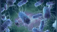 Alimentemos a las bacterias que nos cuidan, por Percy Mayta-Tristán