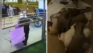 Médico cirujano agrede brutalmente a veterinario que lo confrontó por abandonar ocho cachorros en Surco