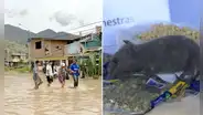 Incrementan casos por leptospirosis en plena temporada de lluvias: muertos se triplican y se confirma el primer fallecido en Lima