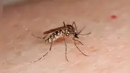 Los mosquitos encuentran a las personas basándose en dos señales, según un estudio: el color oscuro y la concentración de dióxido de carbono