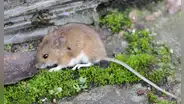 Los ratones de laboratorio liberados en la naturaleza revelan las limitaciones de la investigación científica