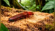 Científicos descubren por primera vez en un país de América Latina un escarabajo que perfora madera, cultiva hongos y vive poco