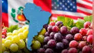 Este país de América Latina lidera la producción de uvas en el mundo junto a China: supera hasta 2 veces a Perú, Chile y EE.UU.