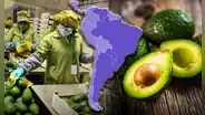 El país de América Latina que supera a Perú y Colombia con la mayor producción de paltas en el mundo: le exporta más a EE.UU.