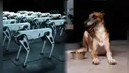 ¿Cómo los perros están ayudando a los robots a entender los gestos y el lenguaje humano?