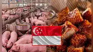 Perú fortalece la porcicultura: consumo se triplica, producción crece y se concreta exportación de carne de cerdo a Singapur