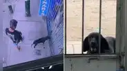 Perrito callejero enfermo conmueve al llegar solo a veterinaria de San Juan de Lurigancho para pedir ayuda