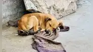 Lo cuidaban y lo perdieron: Indecopi sanciona a negocio de mascotas por extravío de perrito