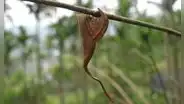Biólogos quedan sorprendidos con increíble camuflaje de extraña araña: se transforma en una rama seca durante el día