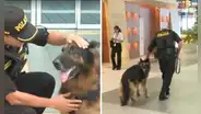 Bastian, el perro policía del aeropuerto Jorge Chávez, pasa al retiro tras 8 años de servicio: “Misión cumplida”