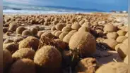 ¿Qué son las “bolas de Neptuno” y por qué se están estudiando como una posible solución natural para frenar la contaminación por plásticos en los océanos?