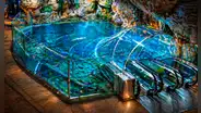 El colosal acuario de China que puedes explorar al sumergirte en el océano con su túnel de 155 metros: tiene una zona inspirada en Sudamérica