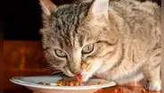 No es por estar llenos: científicos descubren por qué los gatos dejan de comer repentinamente