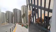 Animalistas denuncian abandono de perros en la Villa Panamericana de VES: duermen a la intemperie y sin comida