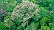 Científicos descubrieron que un árbol selvático aprendió a controlar los rayos para ‘acabar con sus enemigos’