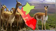 Esta región de la costa superó a Cusco y Ayacucho y será la 'nueva capital de la vicuña', según Serfor