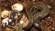 Investigadores peruanos celebran el hallazgo de una nueva especie biológica dentro de un área protegida en Cajamarca